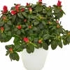 Rumsazalea lat. Rhododendron simsii Vit/Röd>Mäster Grön Best