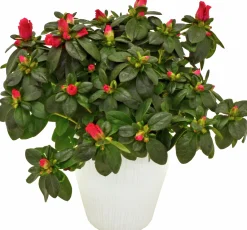 Rumsazalea lat. Rhododendron simsii Vit/Röd>Mäster Grön Best