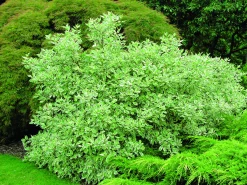 Rysk kornell 'Elegantissima' Krukodlad>Omnia garden