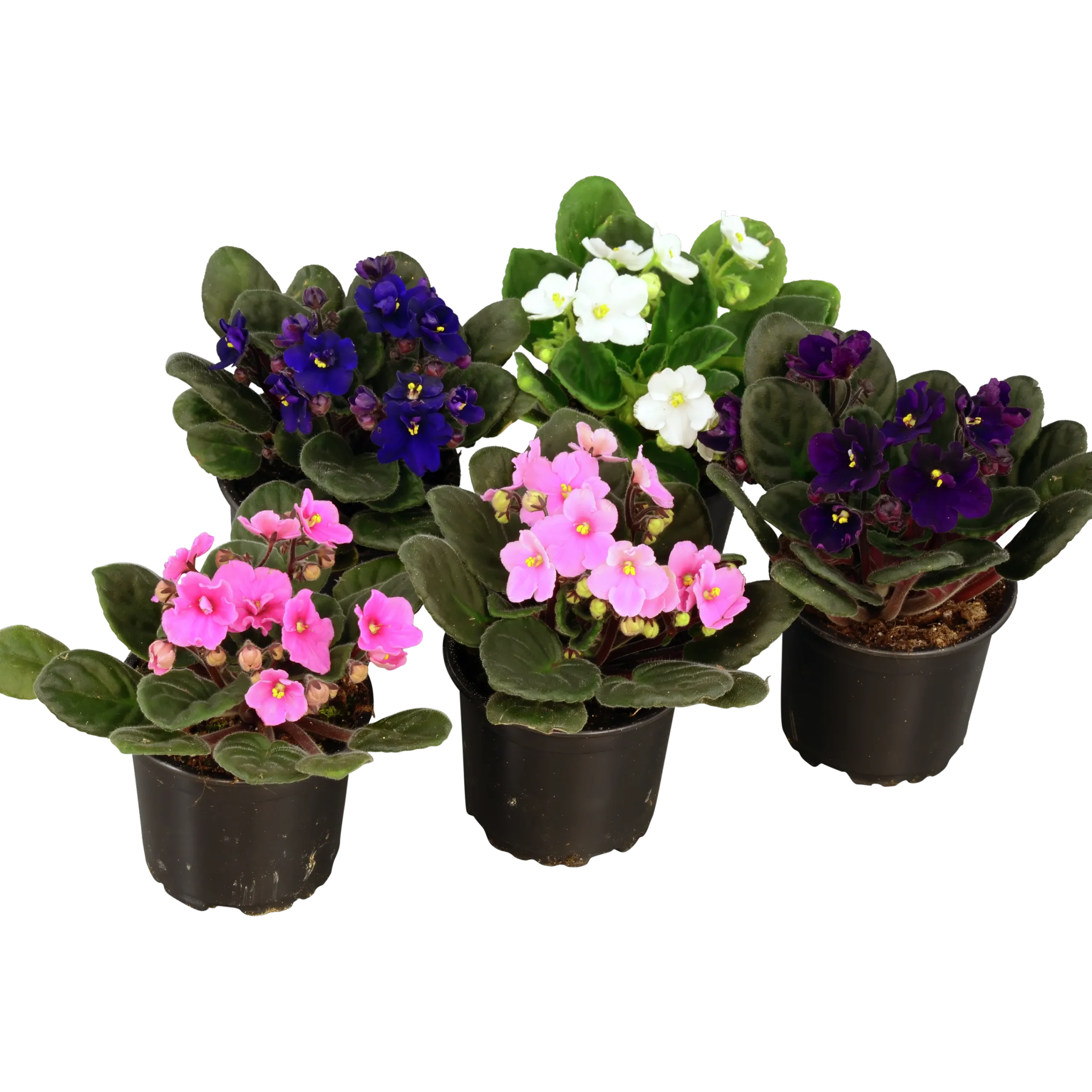 Saintpaulia lat. Saintpaulia ionantha>Danblumen Best
