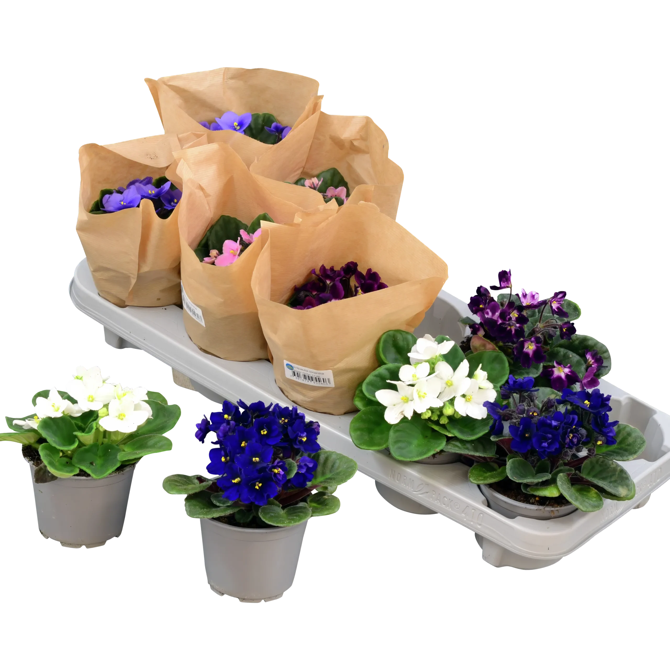 Saintpaulia lat. Saintpaulia ionantha>Danblumen Best
