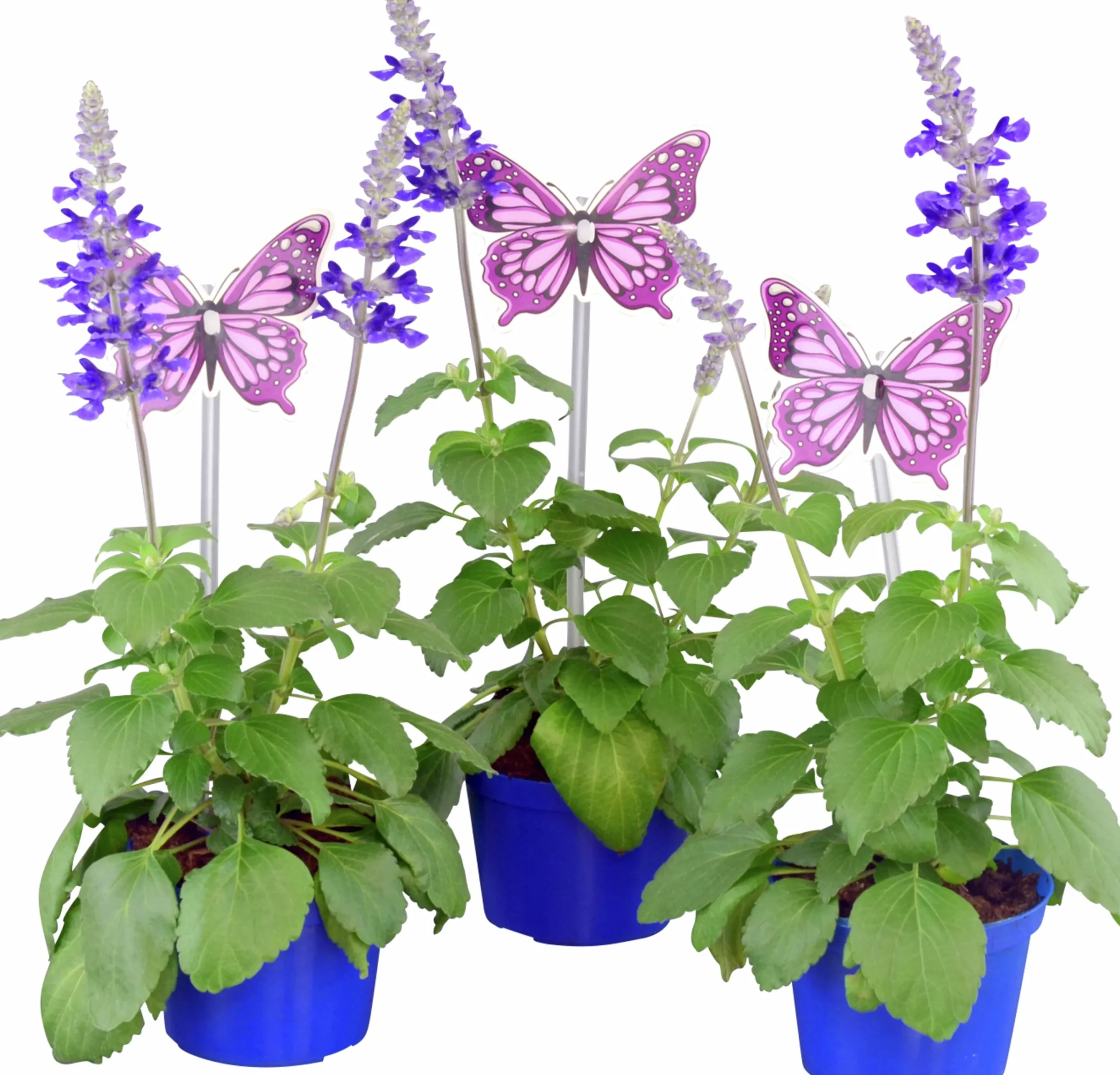 Salvia lat. Salvia farinacea 'Mystic Spires Blue'>Mäster Grön