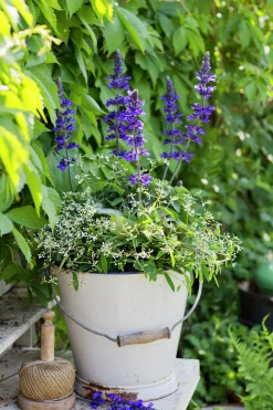Salvia lat. Salvia farinacea 'Mystic Spires Blue'>Mäster Grön