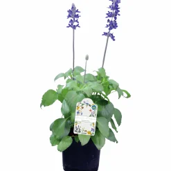 Salvia lat. Salvia farinacea 'Mystic Spires Blue'><noscript><img width=
