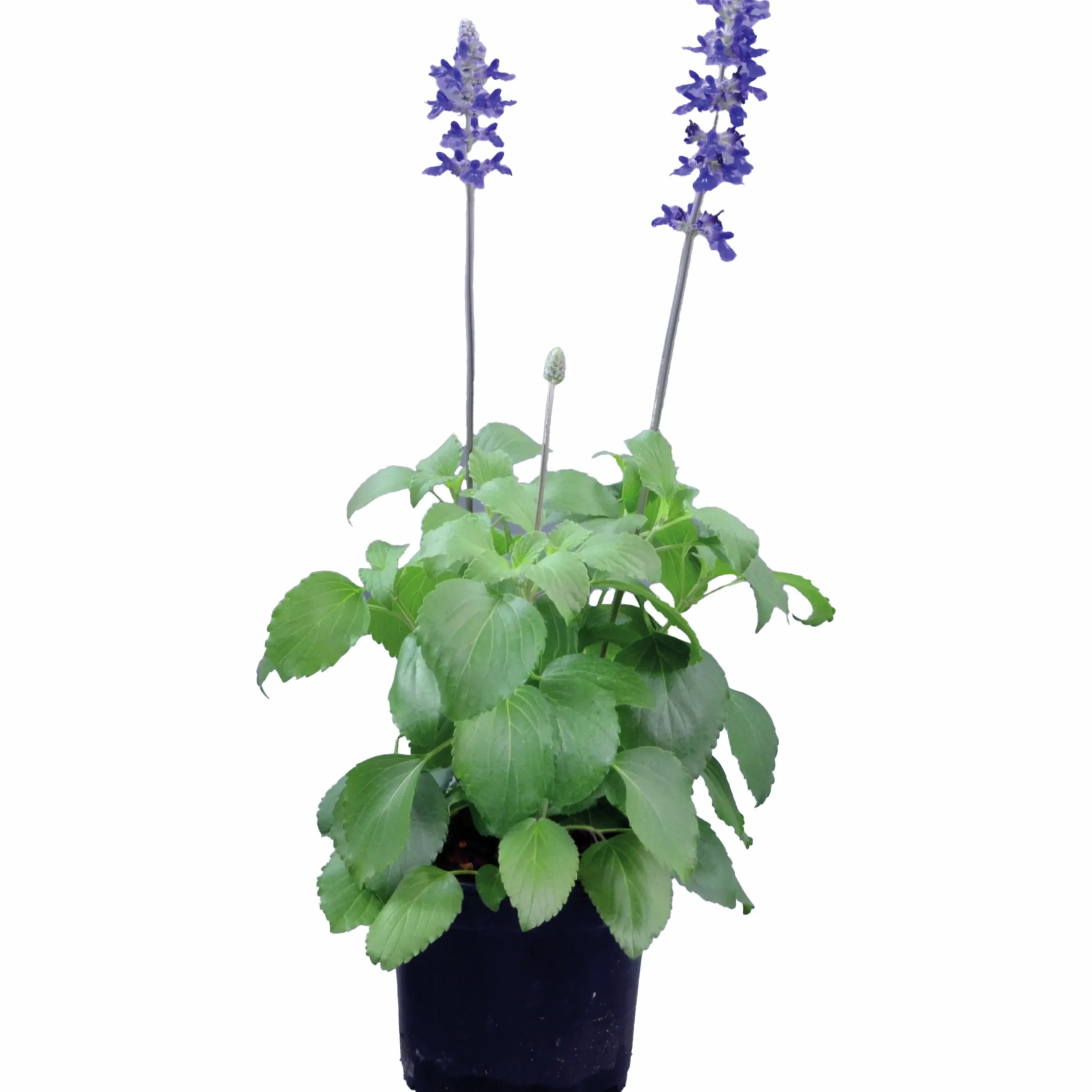 Salvia lat. Salvia farinacea 'Mystic Spires Blue'>Mäster Grön