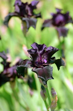 Sammetsiris 'Black Form'>Omnia garden Outlet
