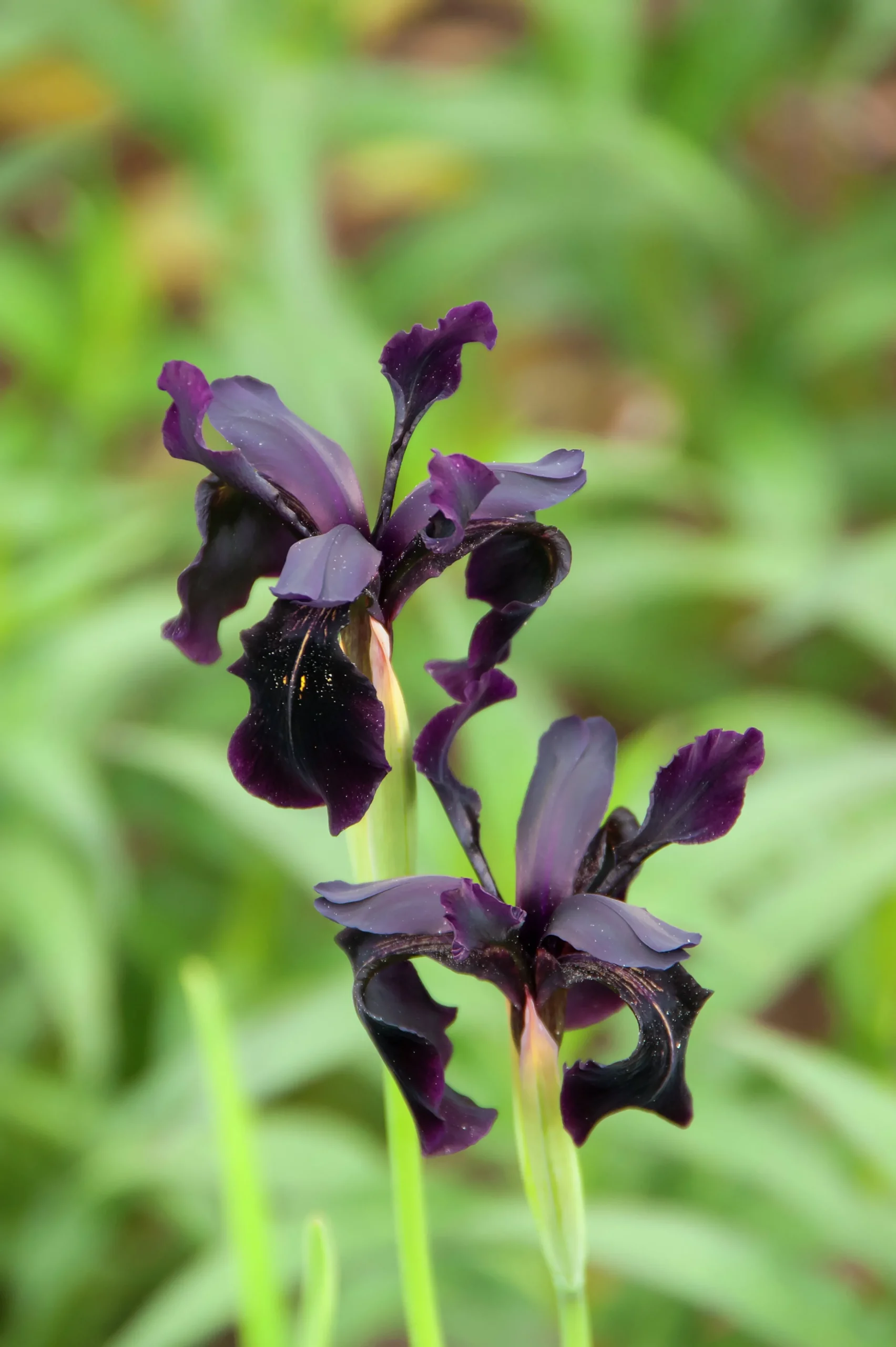 Sammetsiris 'Black Form'>Omnia garden Outlet