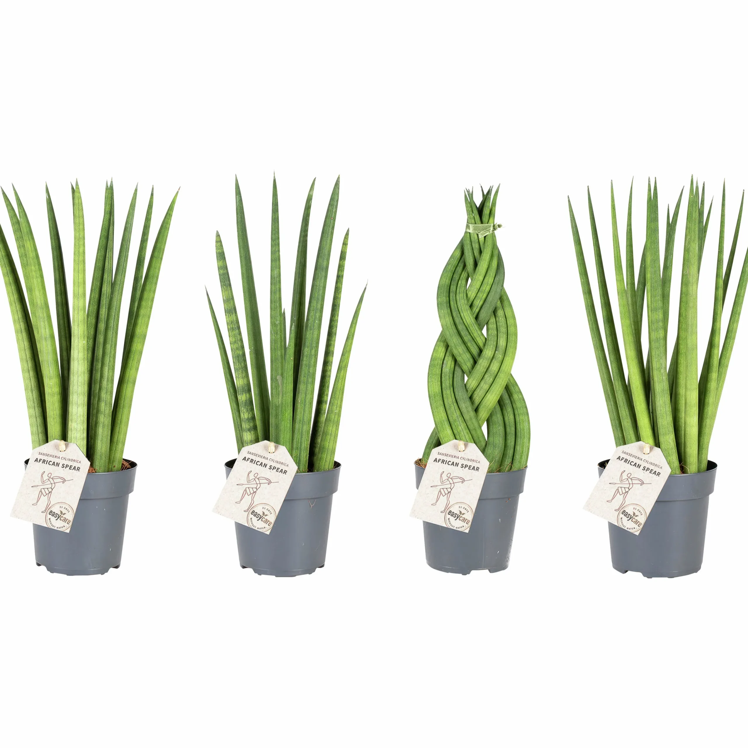 Sansiveria Svärmorstunga Mix i 11cm kruka>Danblumen Best