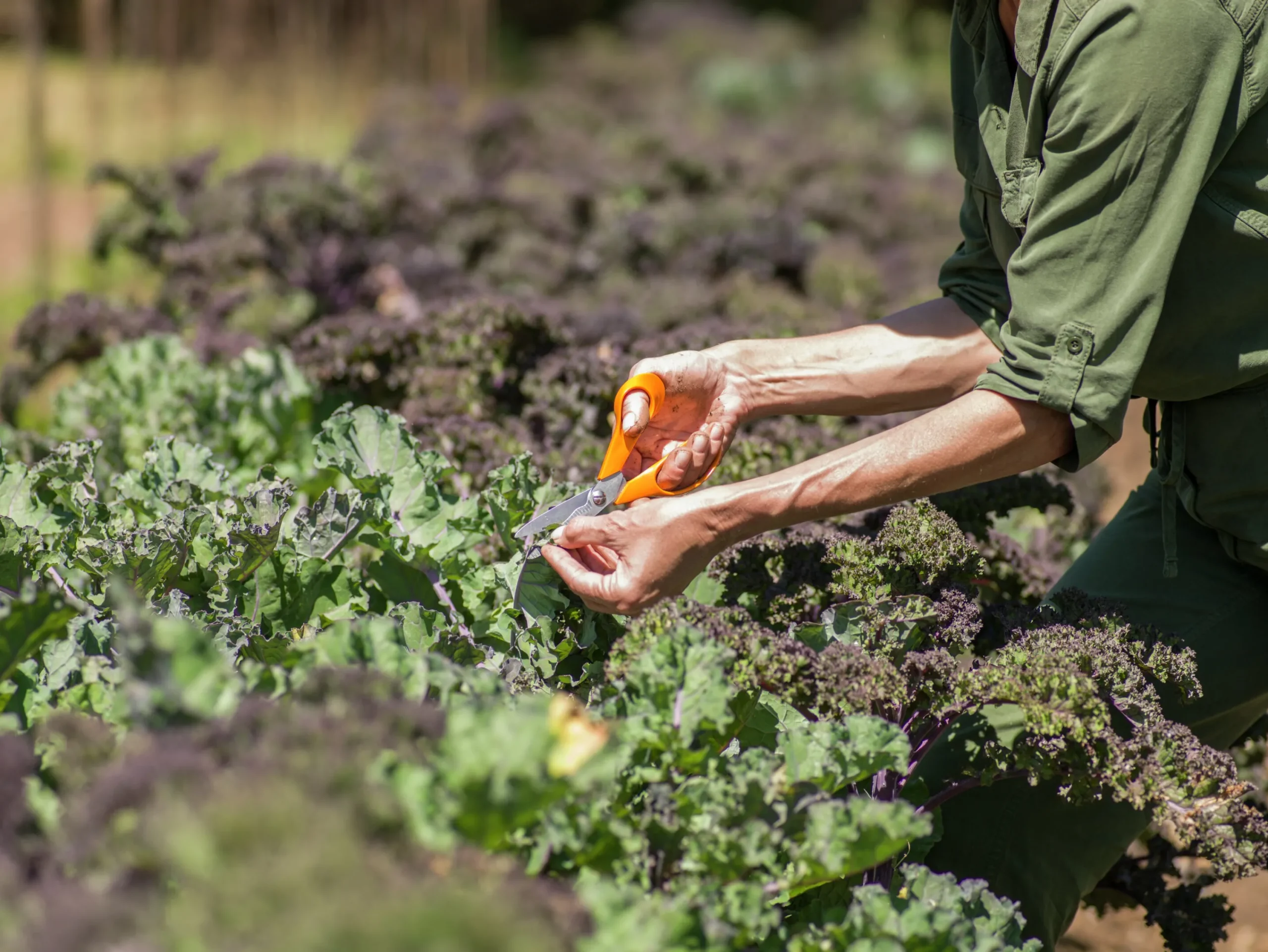 Sax S90 Garden 21cm>Fiskars Sale