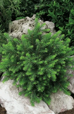 Serbisk dvärggran 'Karel'>Omnia garden Sale
