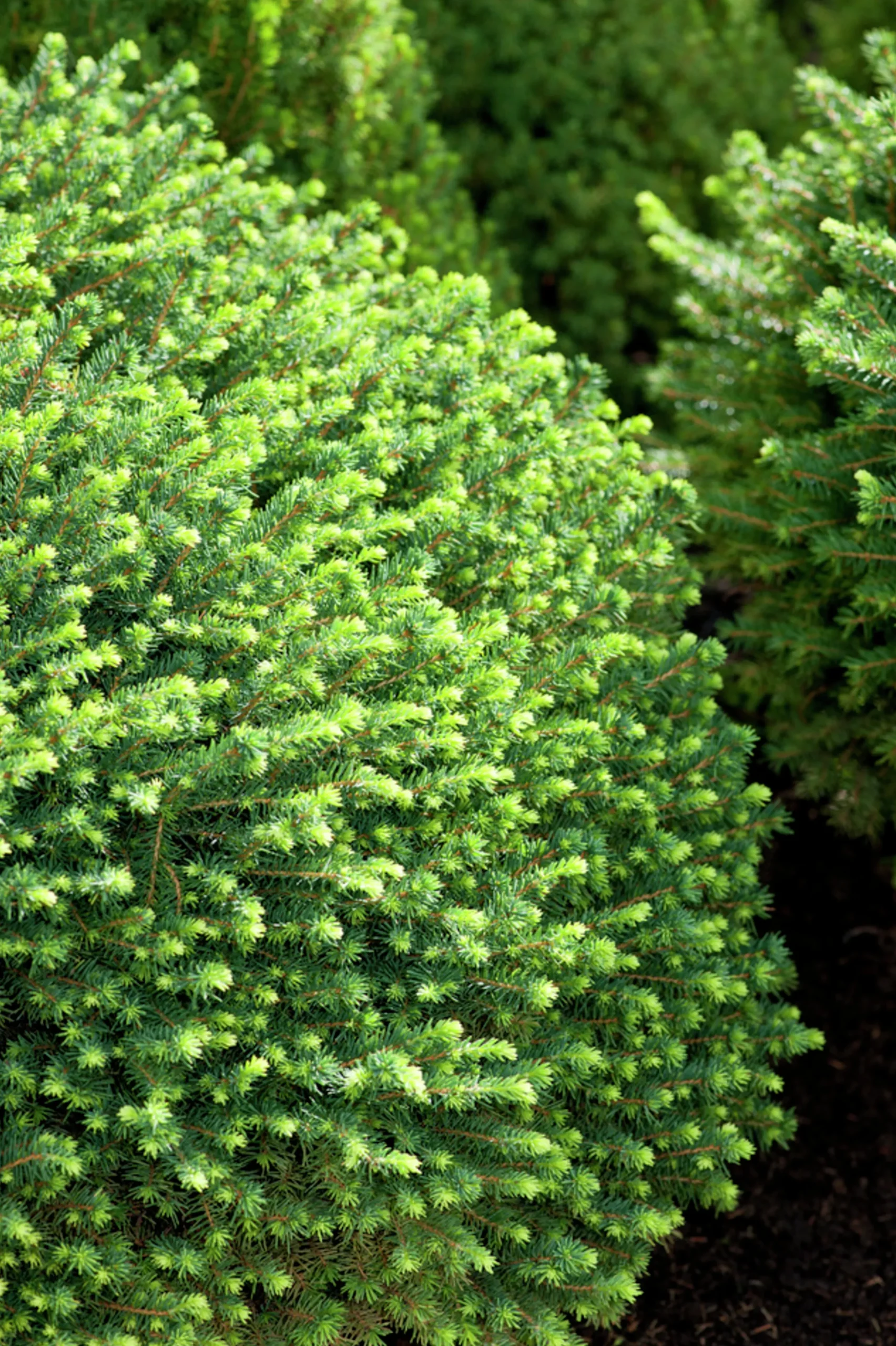 Serbisk dvärggran 'Karel'>Omnia garden Sale