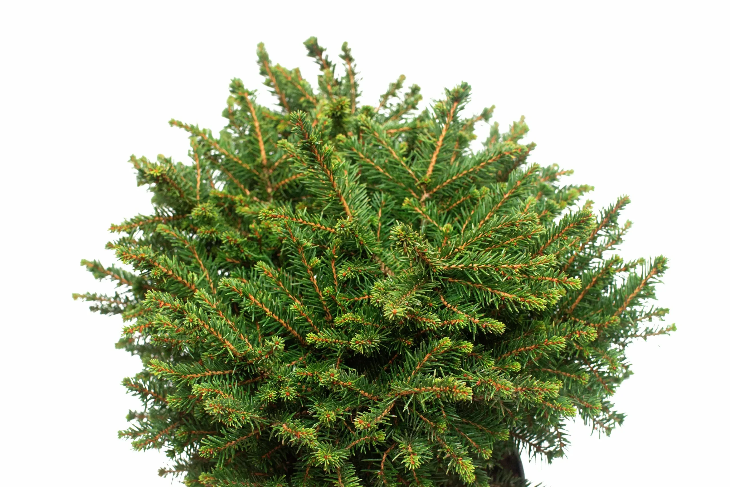 Serbisk dvärggran 'Karel'>Omnia garden Sale