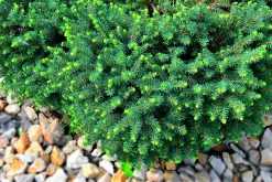 Serbisk dvärggran 'Karel'><noscript><img width=