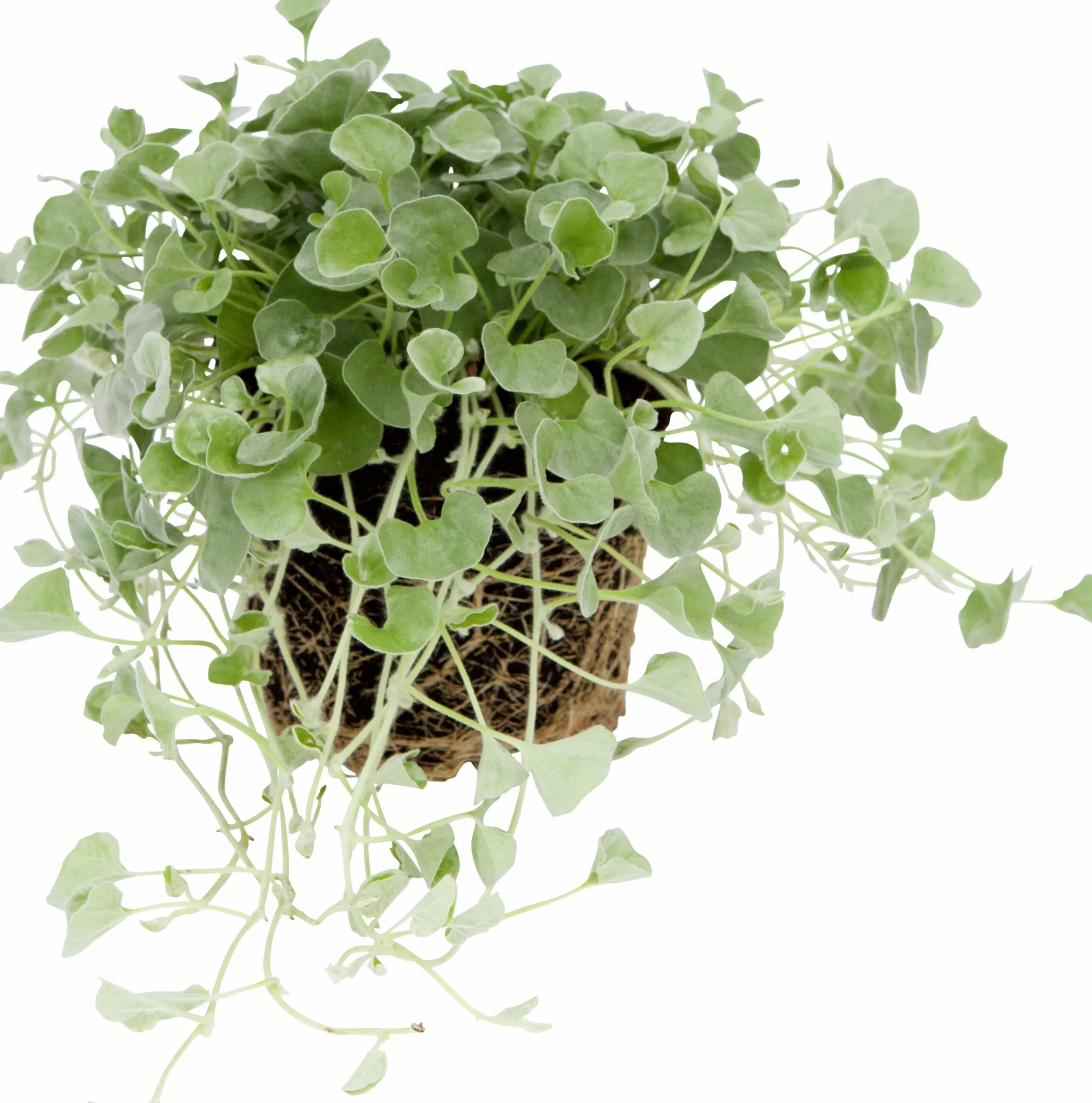 Silvernjurvinda lat. Dichondra argentea 'Silver Falls'>Mäster Grön Discount