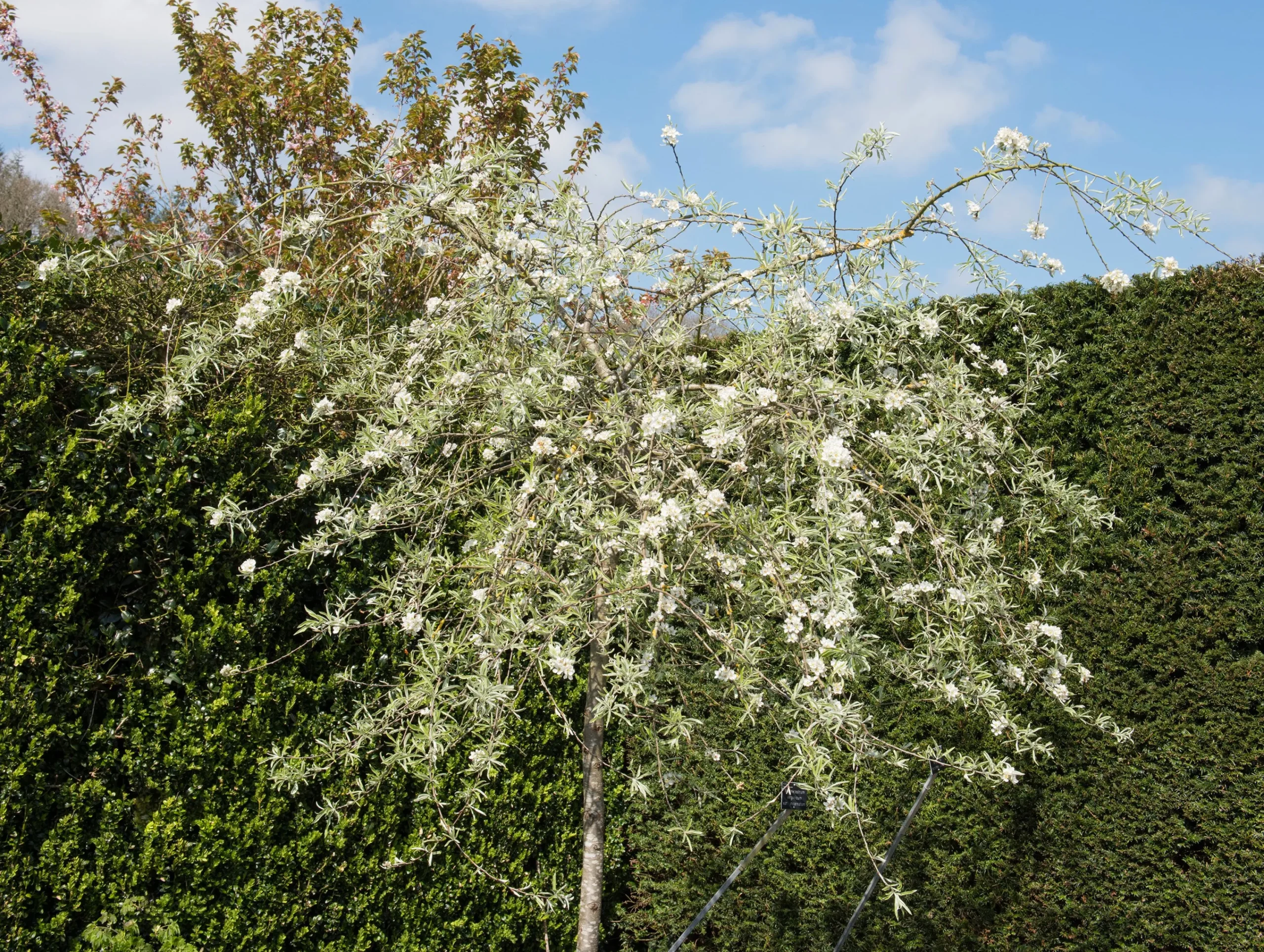 päron 'Pendula' Högstam>Omnia garden Outlet