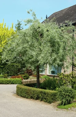 päron 'Pendula' Högstam><noscript><img width=