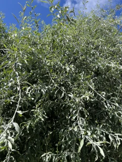 päron 'Pendula' Högstam><noscript><img width=