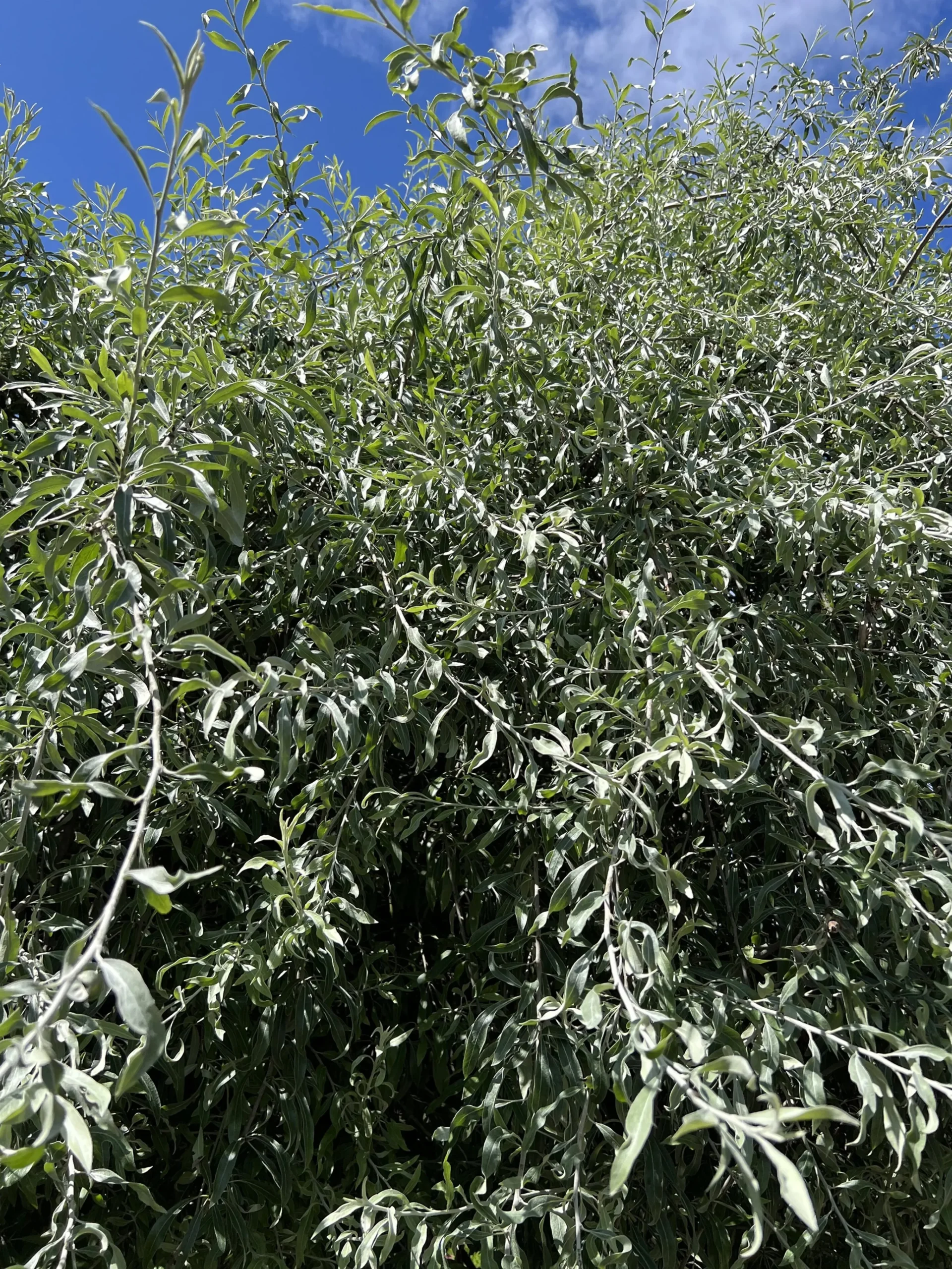 päron 'Pendula' Högstam>Omnia garden Outlet
