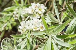 päron 'Pendula' Högstam><noscript><img width=