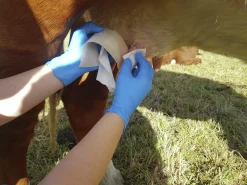 Självhäftande bandage rosa 6cm 4,5m>DeLaval Discount