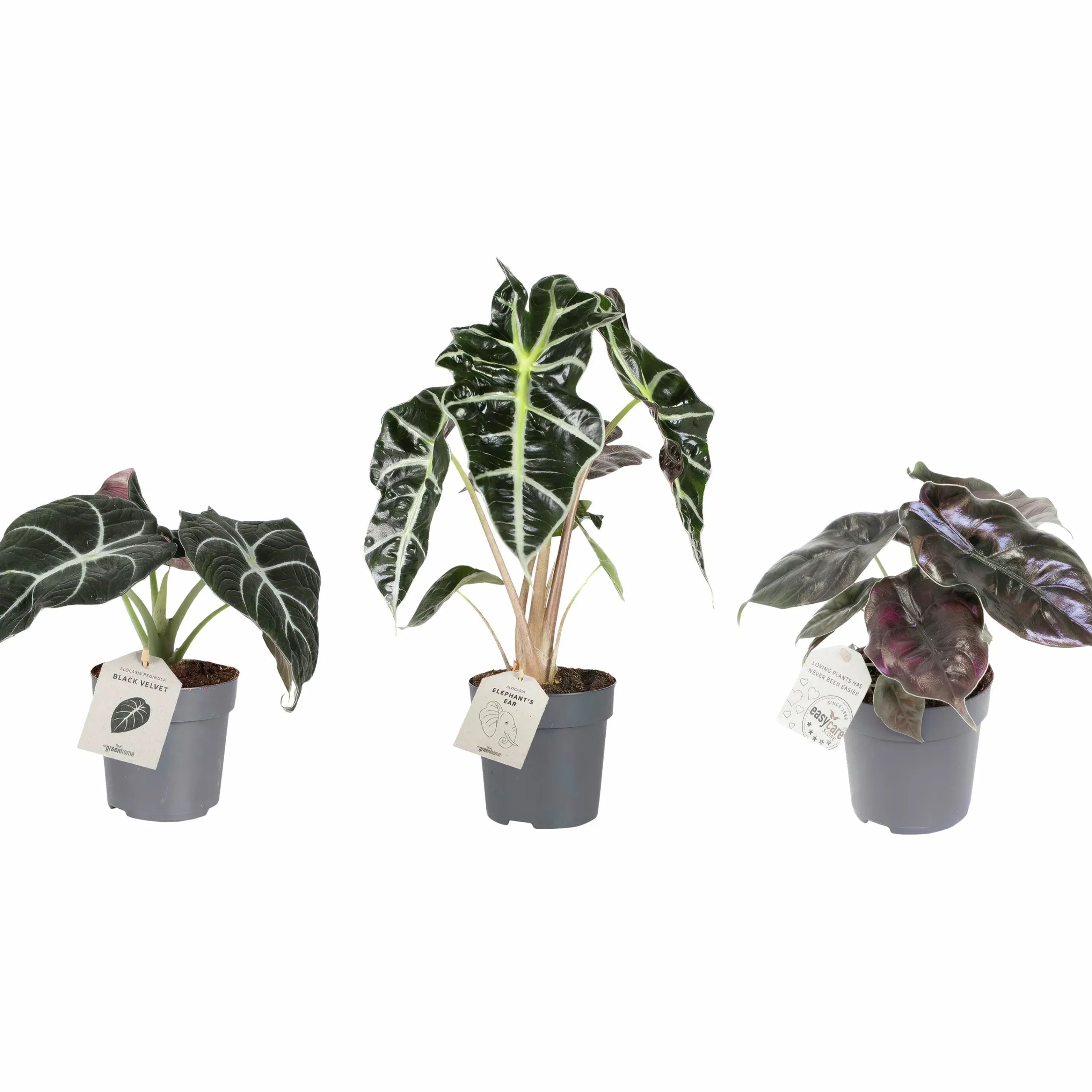 Skelettsköld lat. Alocasia Exklusiv Mix i 11cm kruka>Danblumen Online