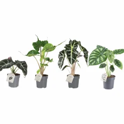 Skelettsköld lat. Alocasia Mix i 11cm kruka>Danblumen Outlet