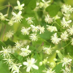 Skogsklematis alba>Omnia garden Outlet