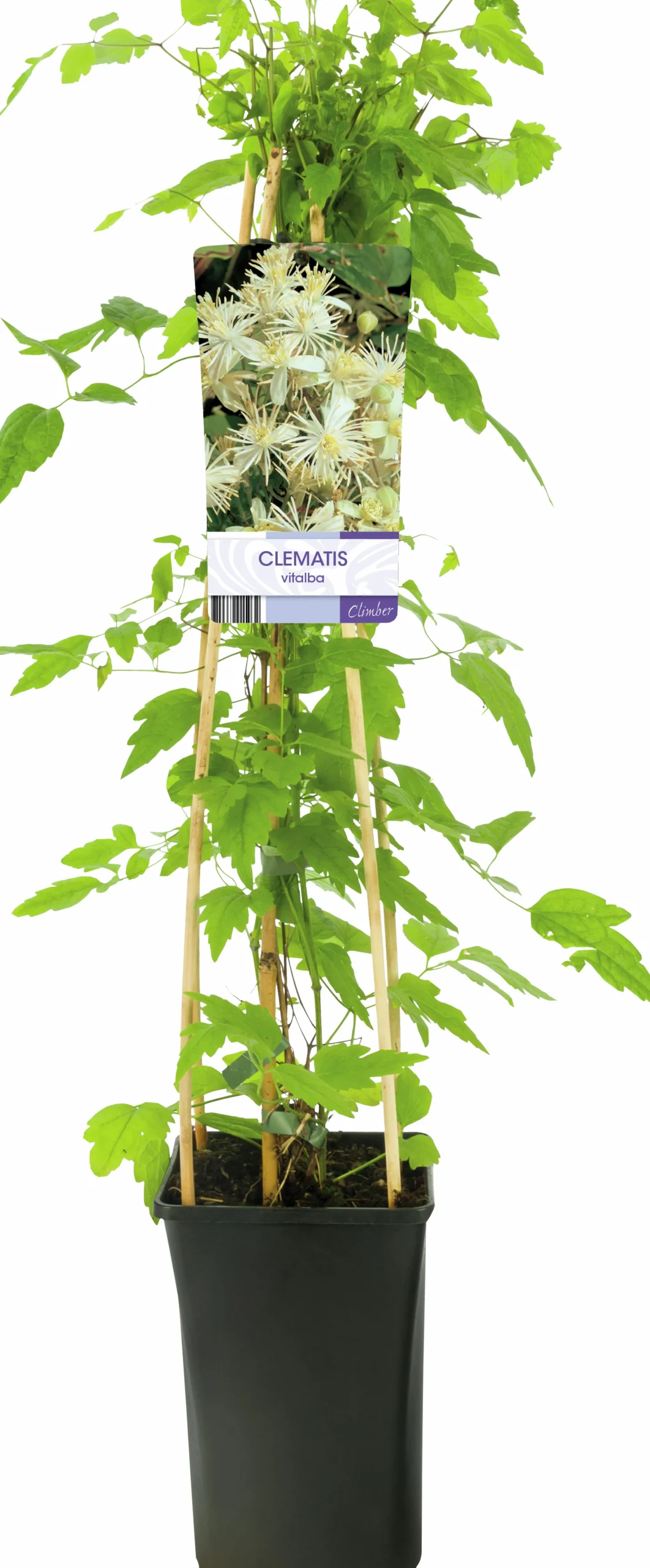 Skogsklematis alba>Omnia garden Outlet