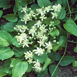 Skogsklematis alba><noscript><img width=