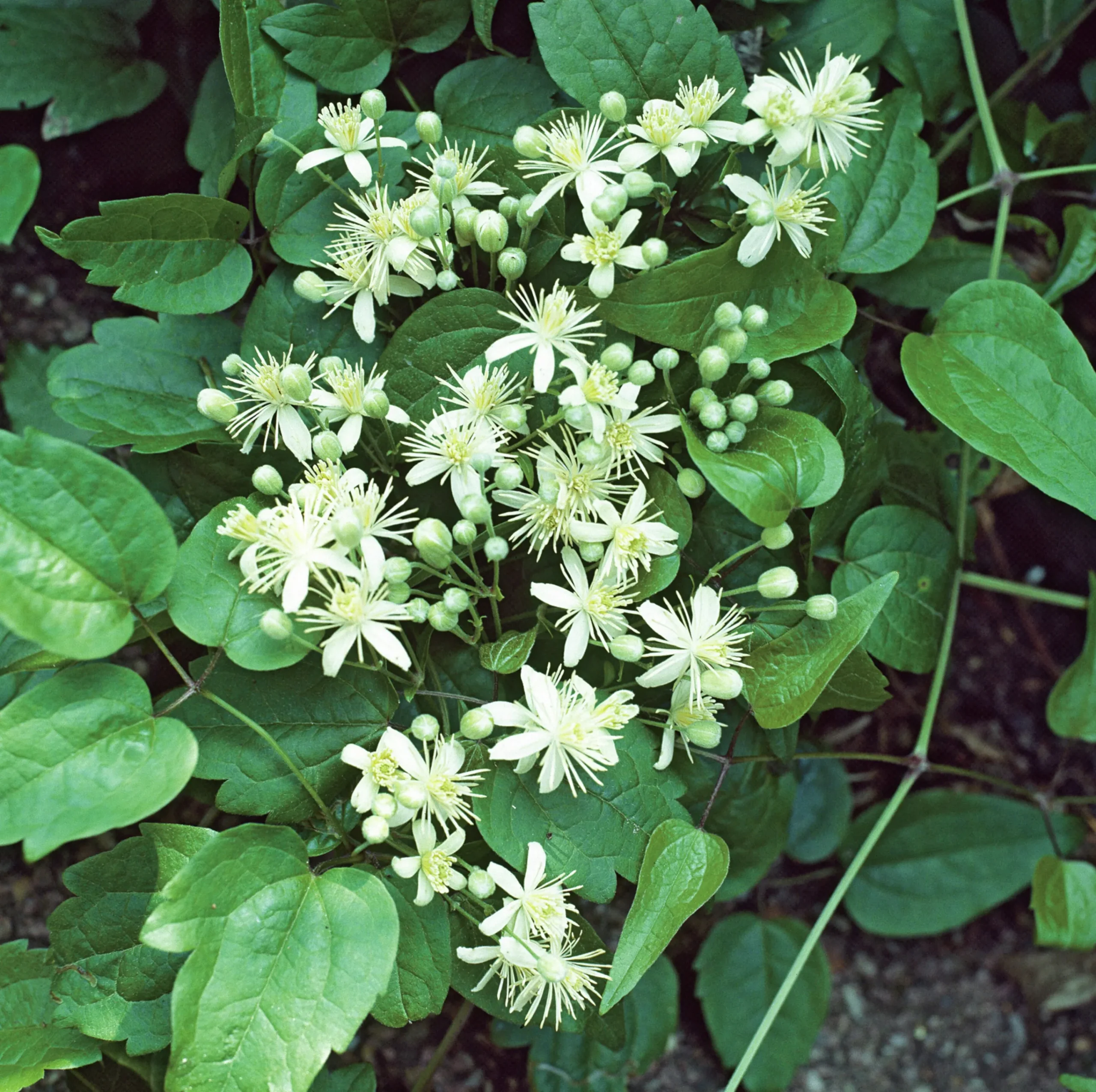 Skogsklematis alba>Omnia garden Outlet