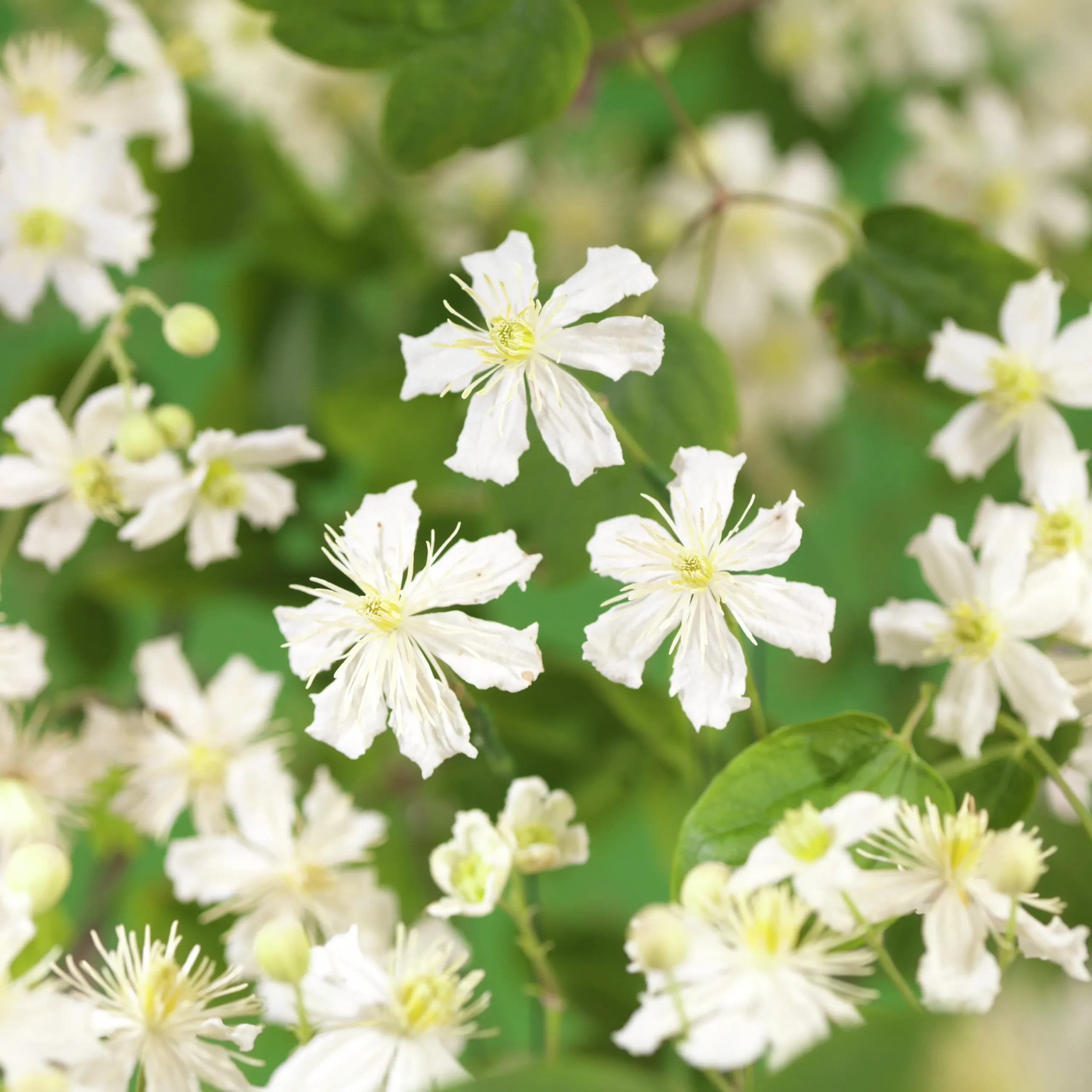 Skogsklematis alba 'Paul Farges Sum Snow'>Omnia garden Discount
