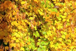 Skogslind 'Greenspire'>Omnia garden Online
