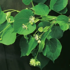 Skogslind 'Greenspire'><noscript><img width=