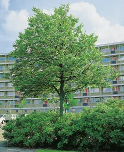 Skogslind 'Greenspire'><noscript><img width=
