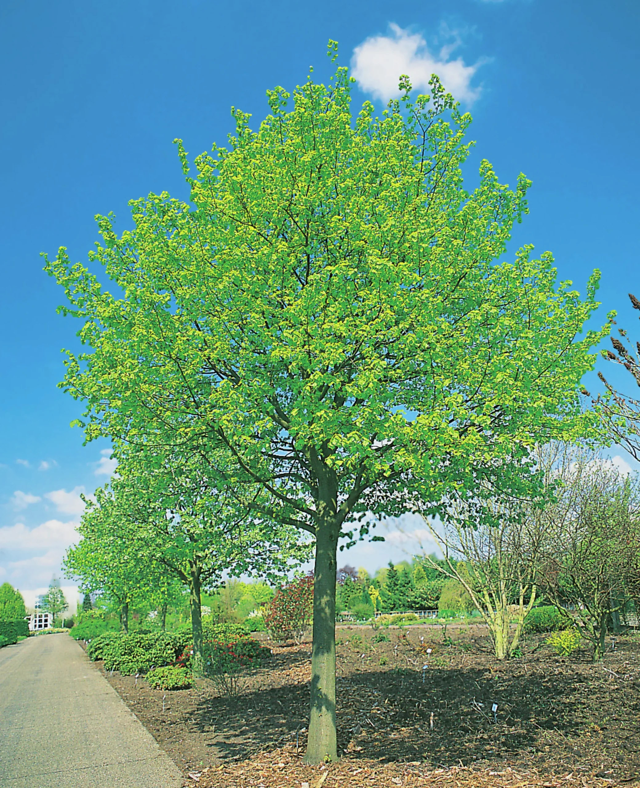 Skogslind 'Greenspire' Goliath Högstam Barrotad>Omnia garden Clearance