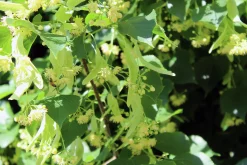 Skogslind 'Greenspire' Goliath Högstam Barrotad><noscript><img width=