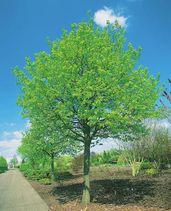 Skogslind 'Tillia Cordata'><noscript><img width=