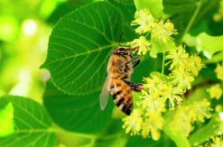 Skogslind 'Tillia Cordata'><noscript><img width=