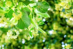 Skogslind 'Tillia Cordata'><noscript><img width=