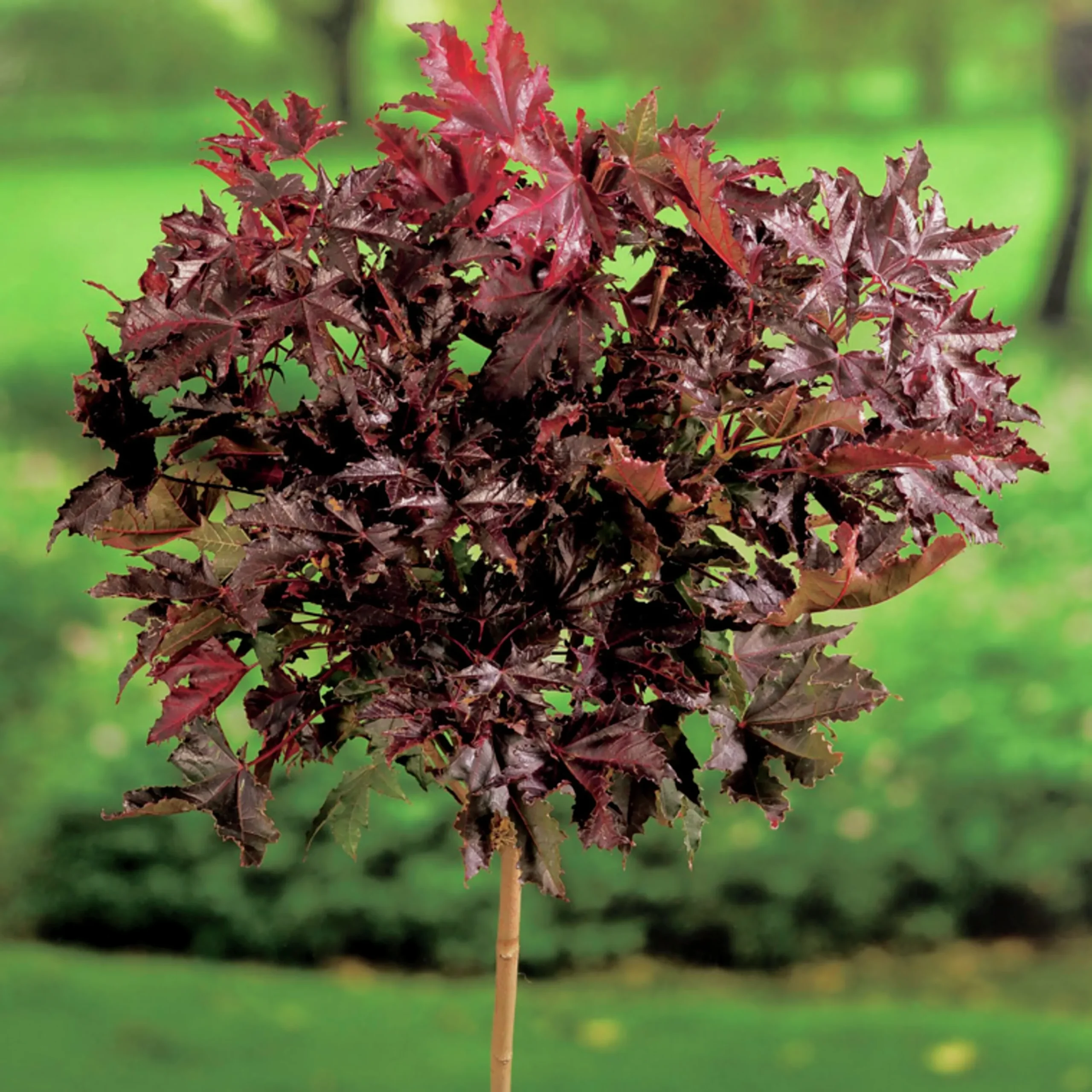 Skogslönn 'Crimson Sentry' Krukodlad>Omnia garden