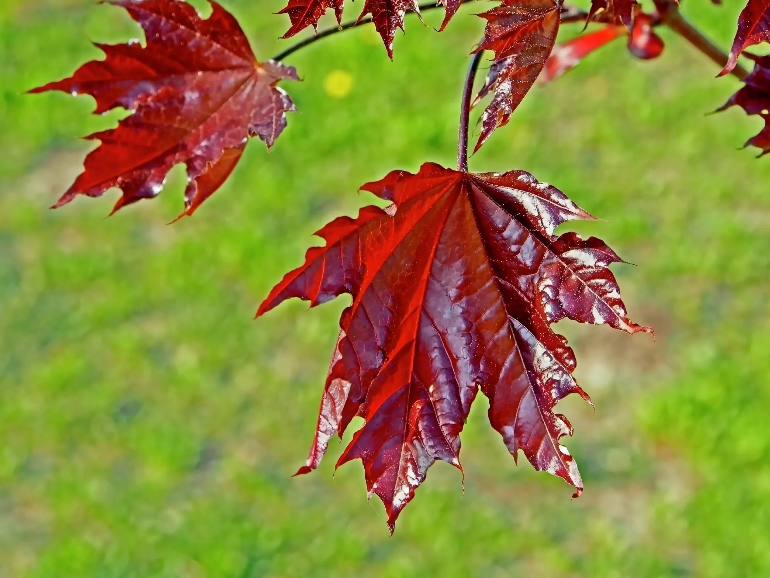 Skogslönn 'Crimson Sentry' Krukodlad>Omnia garden