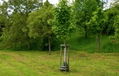 Skogslönn Goliath Högstam Barrotad><noscript><img width=
