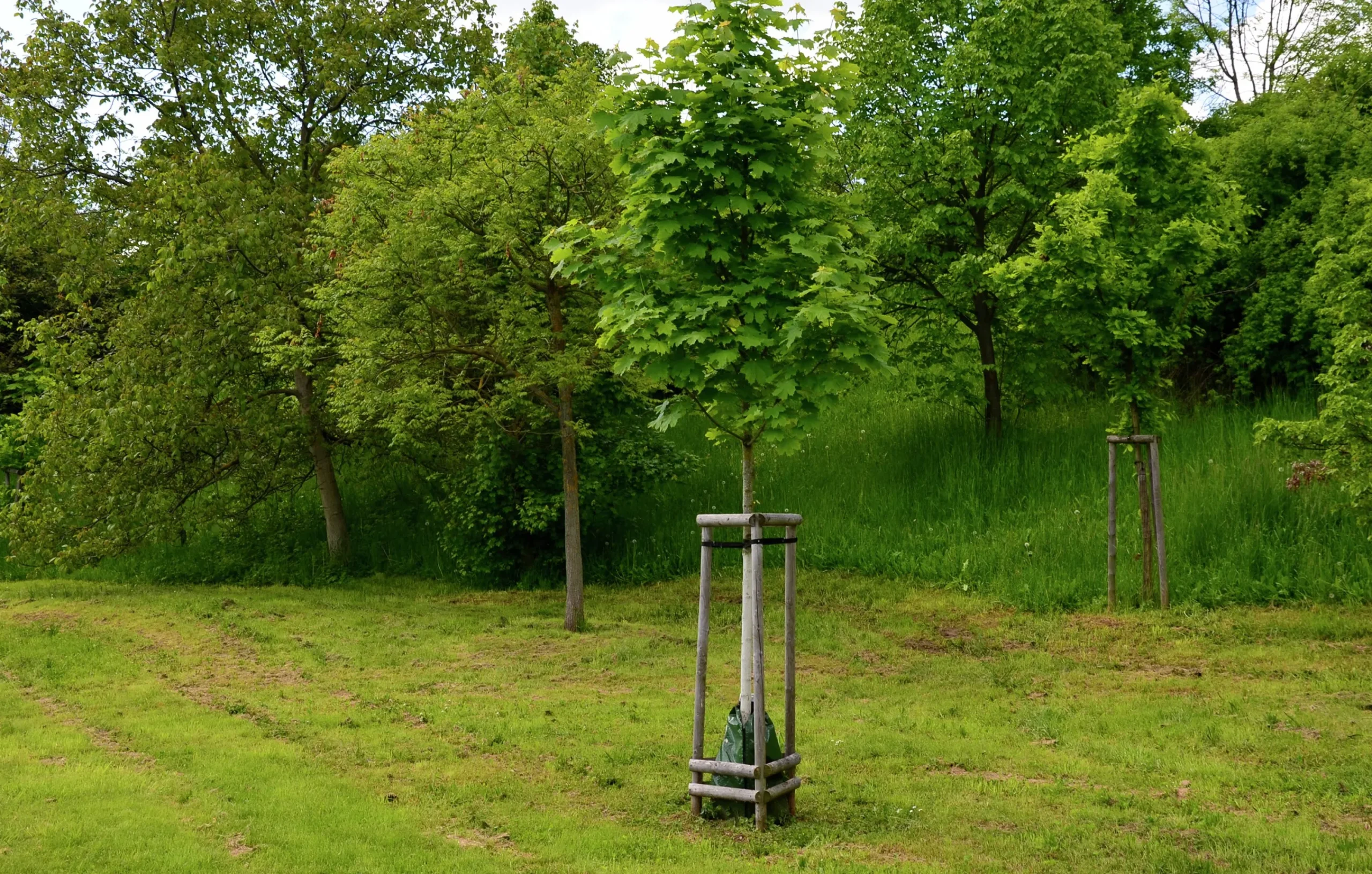Skogslönn Goliath Högstam Barrotad>Omnia garden New