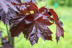 Skogslönn 'Royal Red' Stamhöjd ca 80-90cm>Omnia garden New