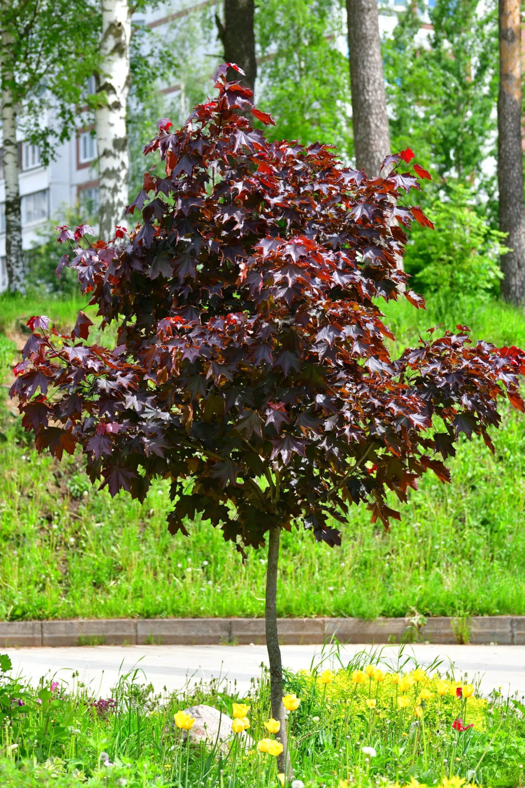 Skogslönn 'Royal Red' Stamhöjd ca 80-90cm>Omnia garden New