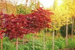 Skogslönn 'Royal Red' Stamhöjd ca 80-90cm><noscript><img width=