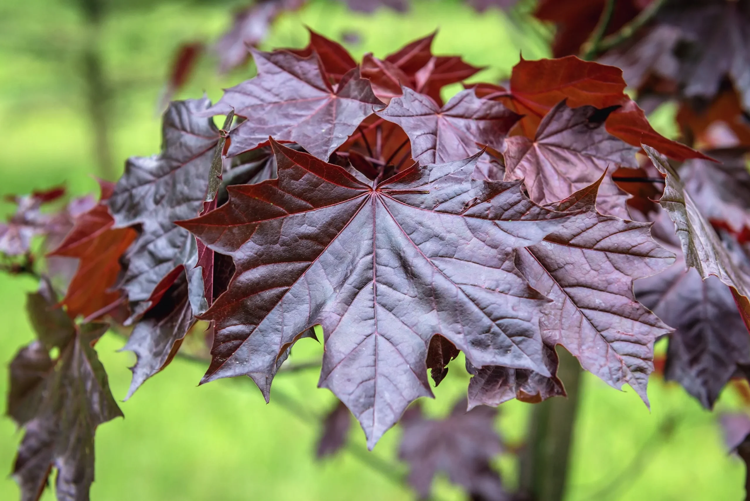 Skogslönn 'Royal Red' Stamhöjd ca 80-90cm>Omnia garden New