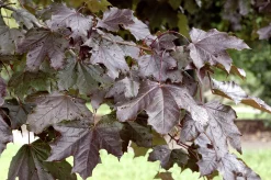 Skogslönn 'Royal Red' Ungträd>Omnia garden Sale