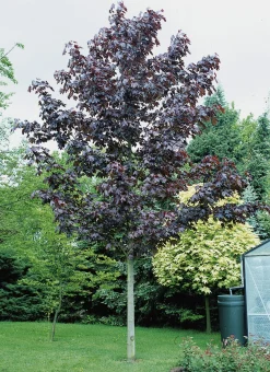 Skogslönn 'Royal Red' Ungträd>Omnia garden Sale