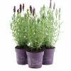Skärmlavendel Anouk 10cm kruka>Danblumen Hot